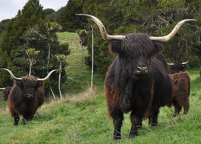 Eadon Black Cattle for Sale