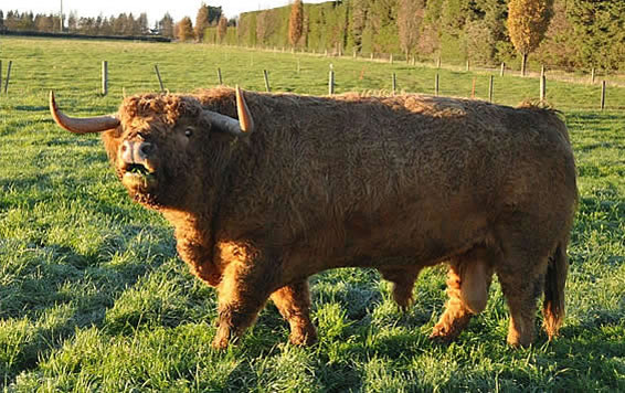 Stud Bull Baxter of Munro